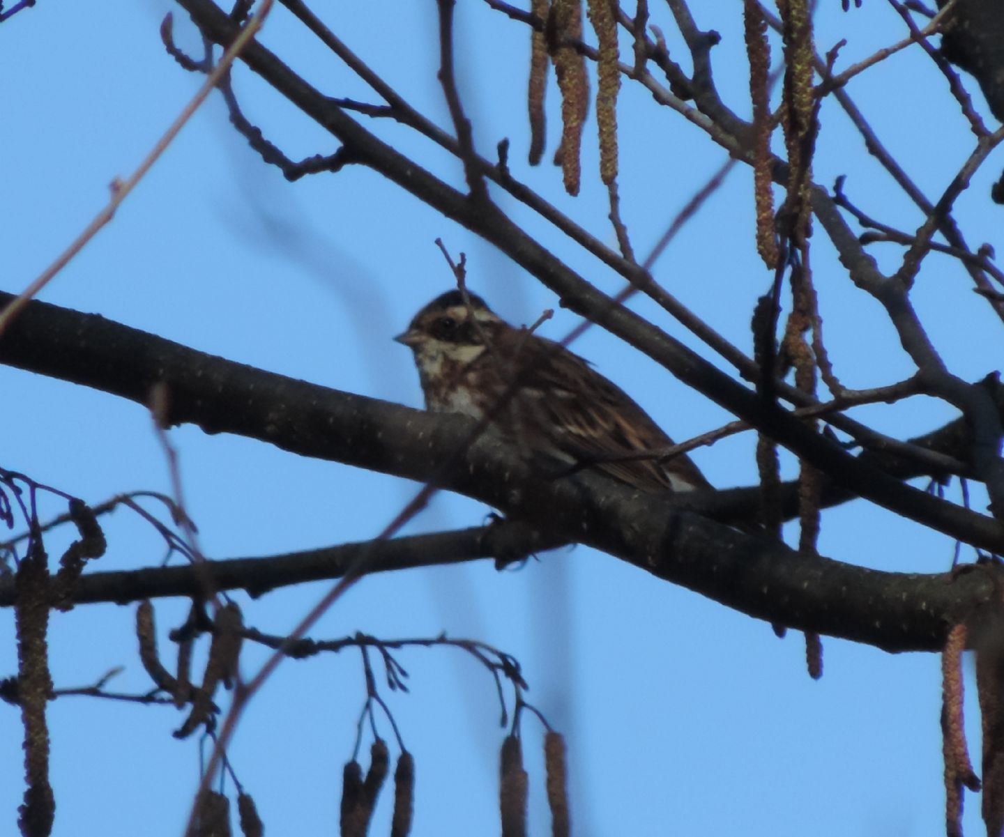 Un raro migratore: Zigolo boschereccio (Emberiza rustica)